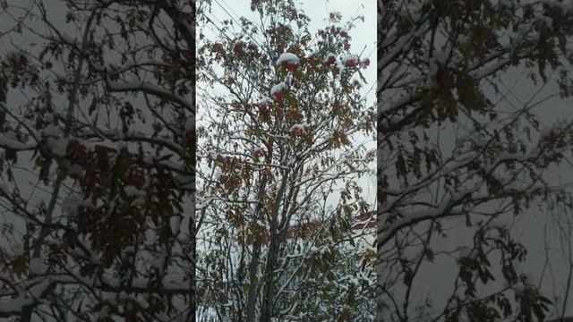 2024-12-03-180430929.mp4 Елена Дружиненко Воркута, заряжено энергией изобилия!!!
