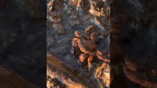 Кто видел как Краб питается? 🦀🦀🦀