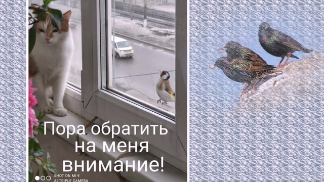 Птичье «телевидение»