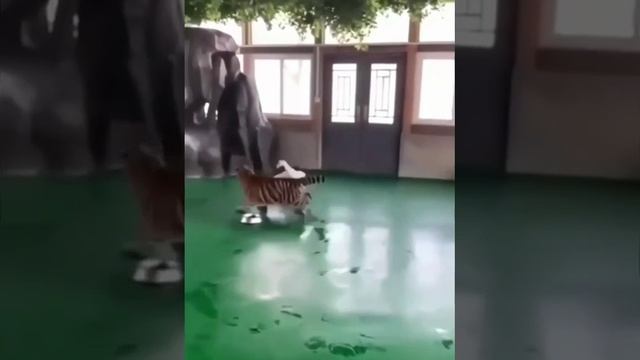 Тигр за гусем, гусь за тигром.
