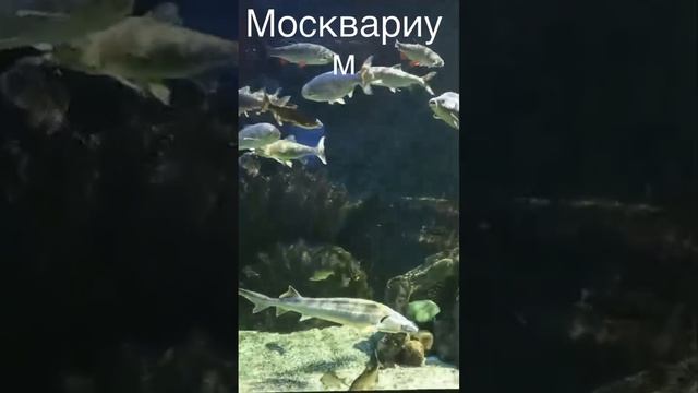 Москвариум