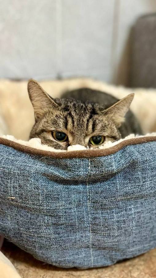 Балконная жизнь кота Арнольда :)