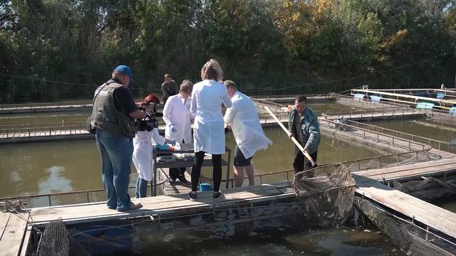 Учёные АГУ разработали новый метод оценки генотоксических эффектов у рыб