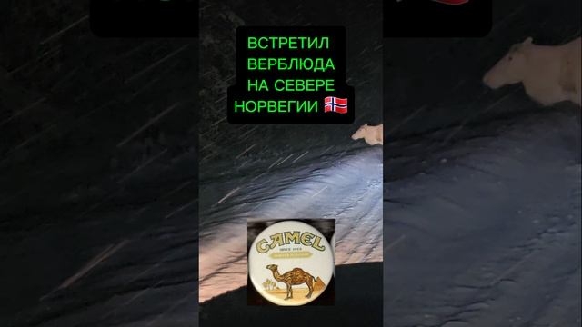 верблюды в Норвегии