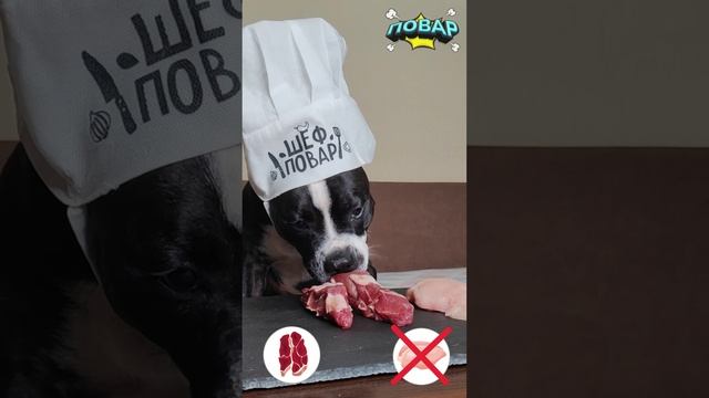 Баранья лопатка или куриная грудка ? Оценка от стаффи 🍽️ #повар #рецепт #собака #кухня #баранина