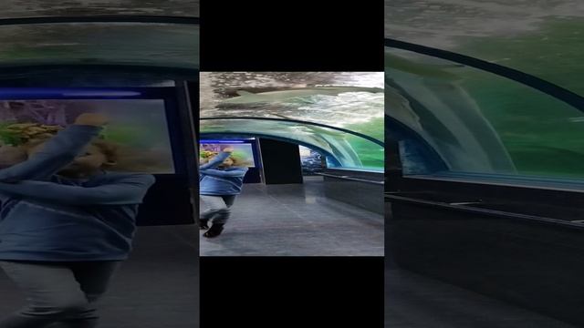 VID_20241203_180519.mp4