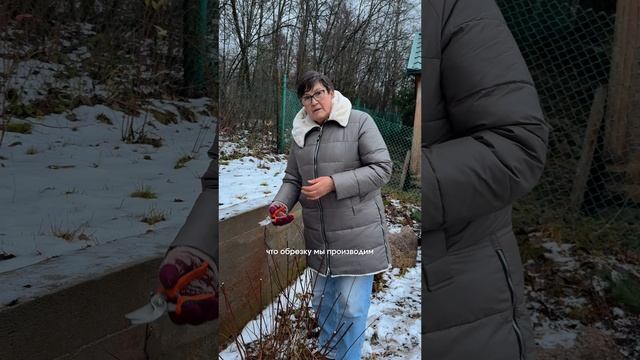 Как правильно делать обрезку растений?