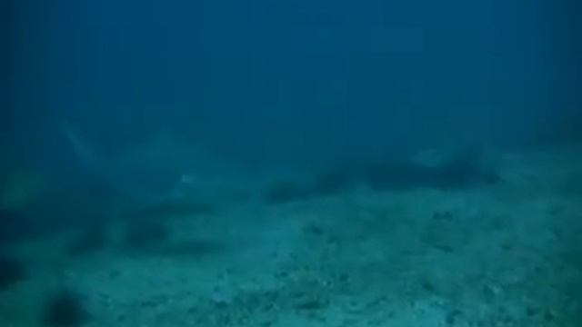 The Grey Reef Shark