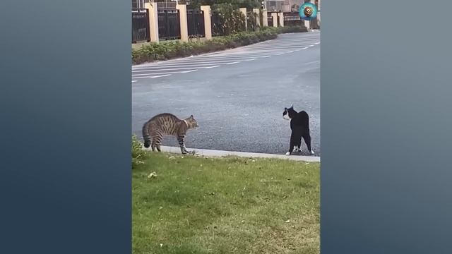 Смешные животные, ржачное видео