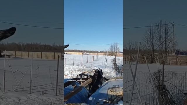 Иногда не получается скакать ловко
