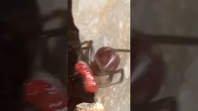 Types of spider | Part-25 | steatoda grossa  | #scary #spider #fypシ