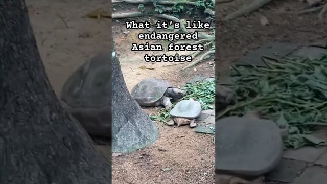 What it’s like endangered Asian forest tortoise #life #animals #wildlife #malaysia #nature #zoo #zo