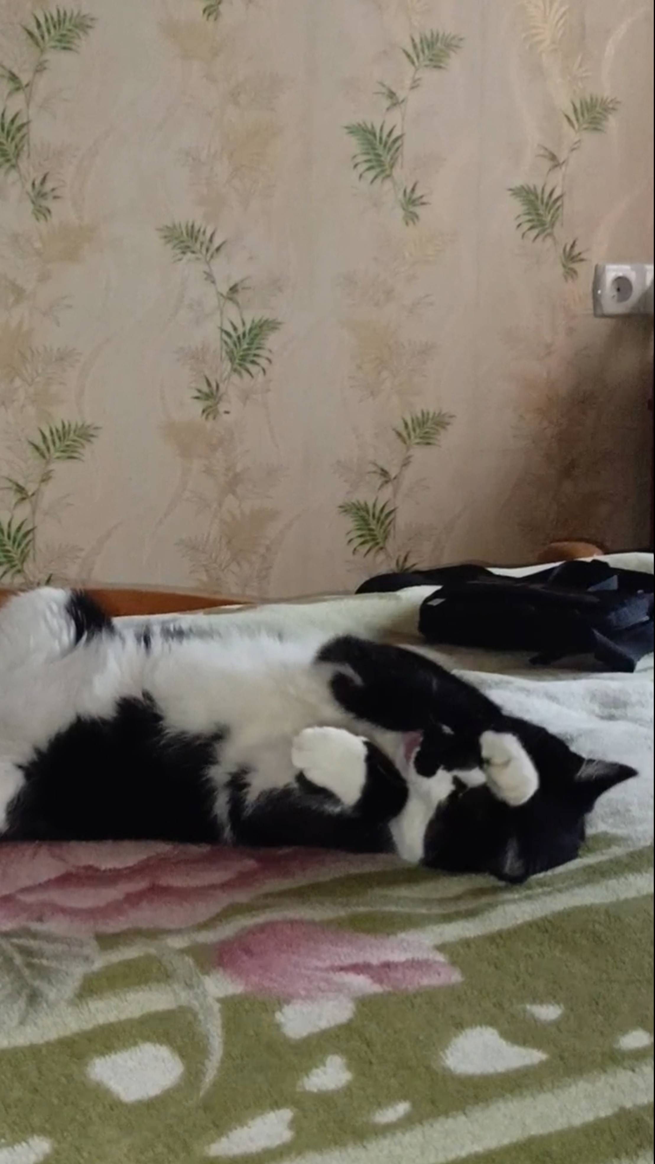 Котик Барсик спорит с кошечкой Дарси где лучше спать.
