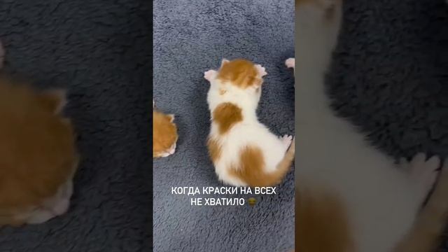 у мамы закончилась краска 😂