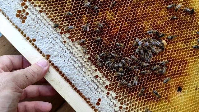 маточник тихой смены