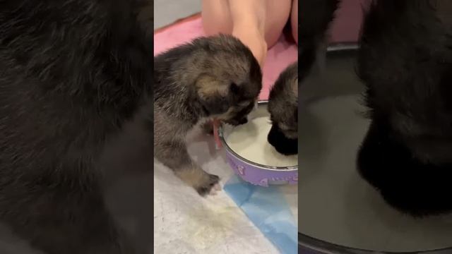 Кому милоты на ночь? 🥰 Наши щеночки из мешка получают первый прикорм! 🍼🐶 Щеночки "Зеленая Роща"