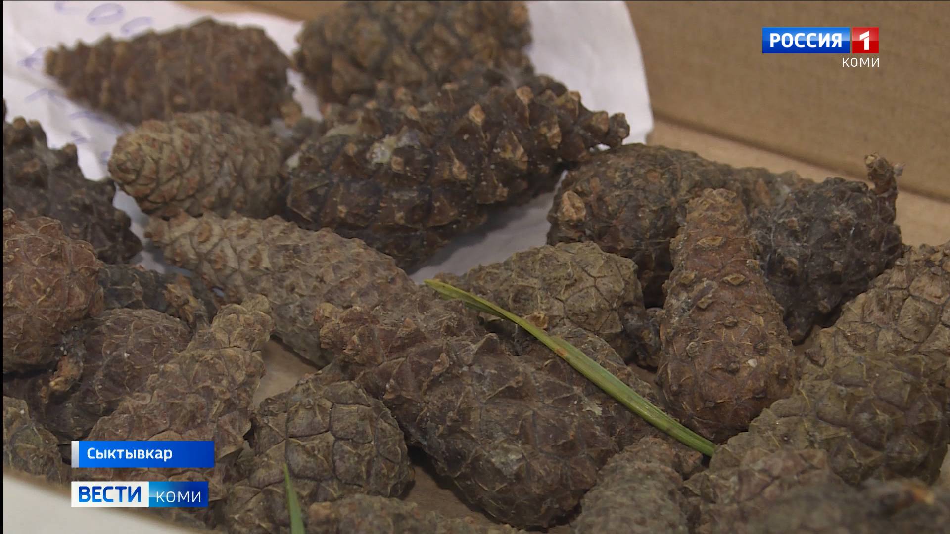 Сотрудники семенной станции проверяют шишки на всхожесть