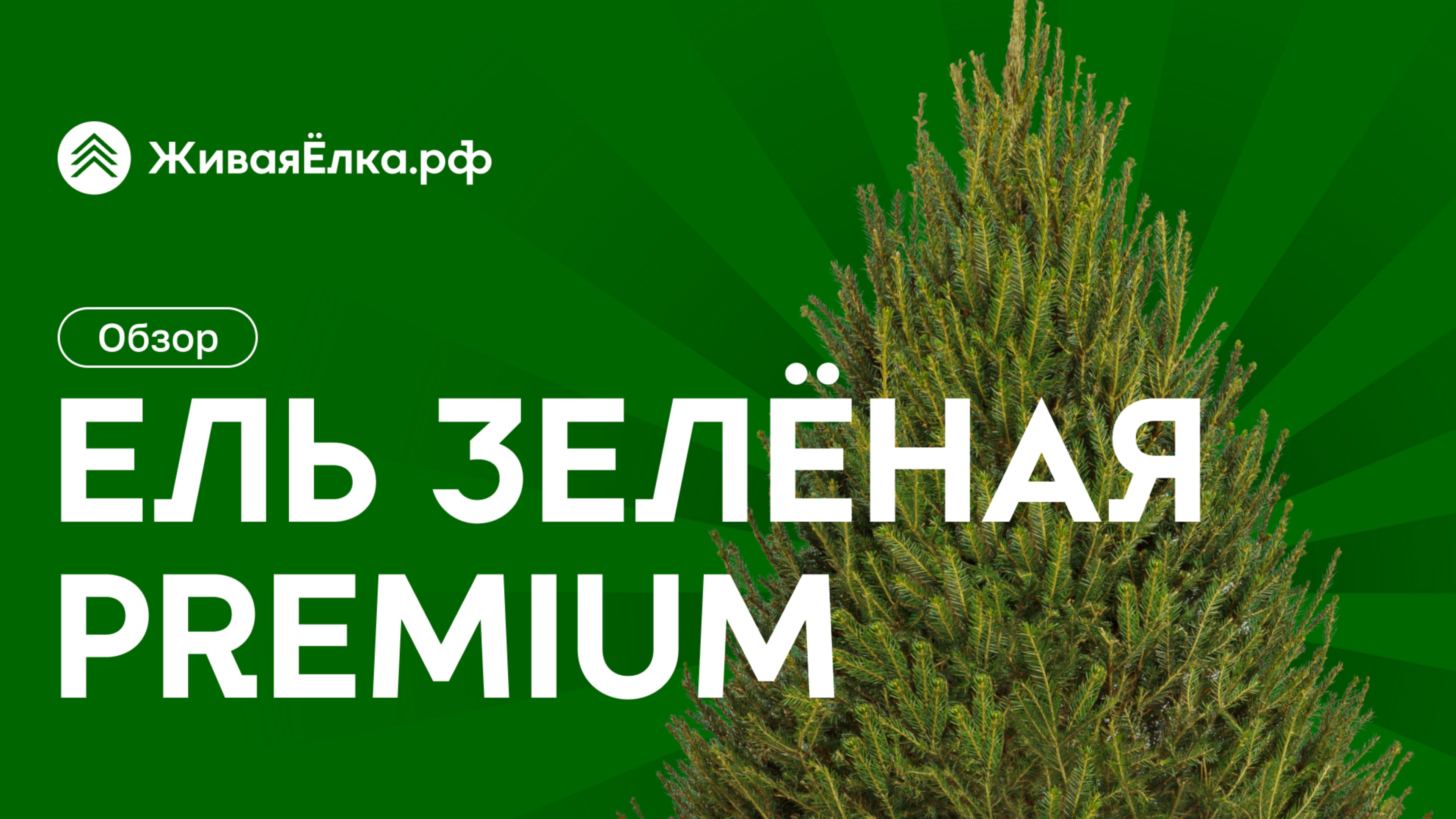 Зеленая ель премиум — обзор, основные особенности, где купить | ЖиваяЁлка.рф