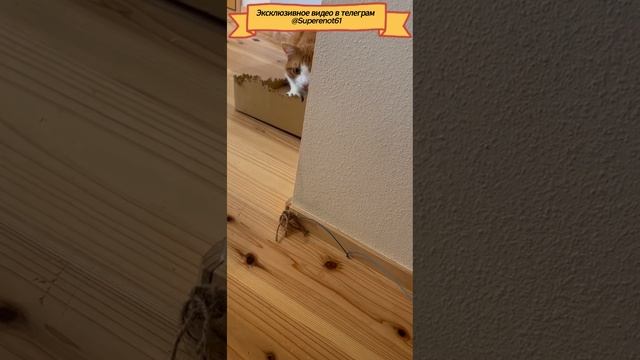 Кот на взводе