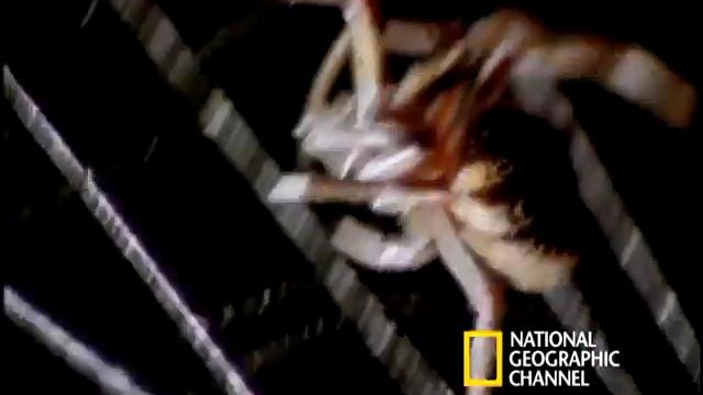 Spider Kills Bat | National Geographic