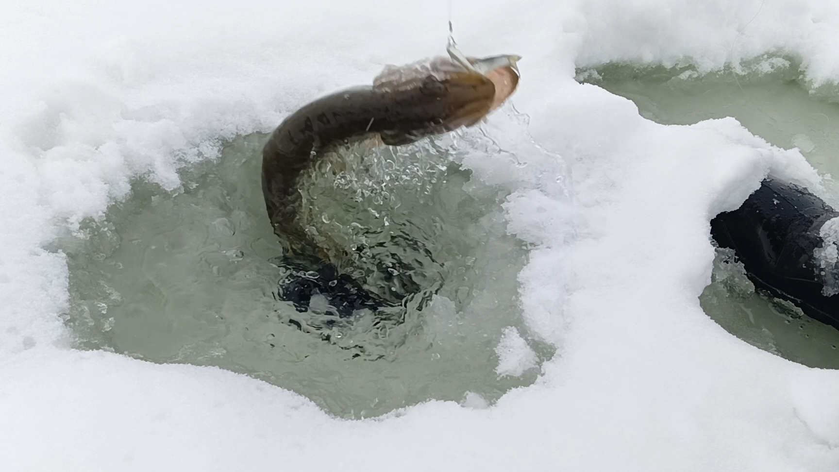 Щуки на жерлицы,,жор в начале декабря.