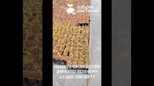 Пересаживали гортензии Самарская Лидия с кассет в контейнера P9