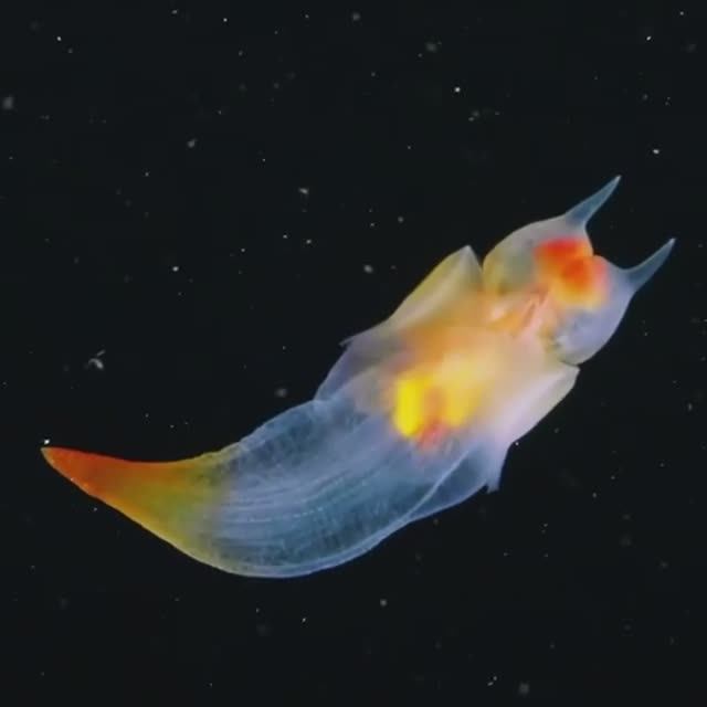 Морские ангелы (Gymnosomata).
