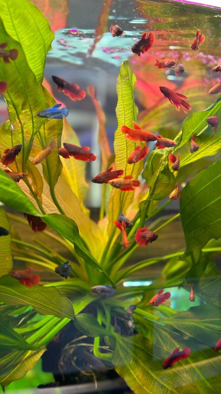 Рыбка петушок