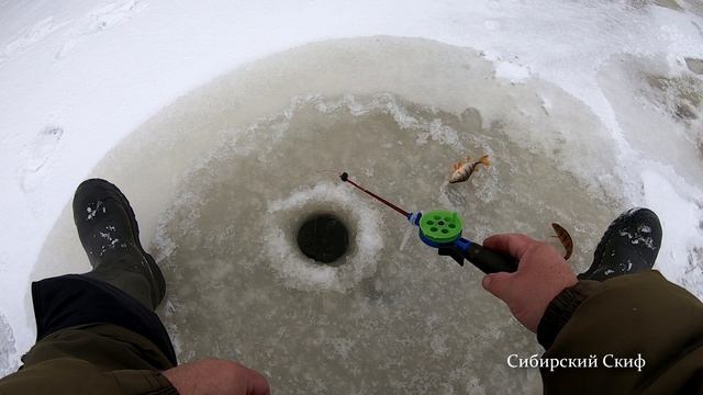 ХОД ОКУНЯ. ОКУНЬ НА ОПАРЫШ