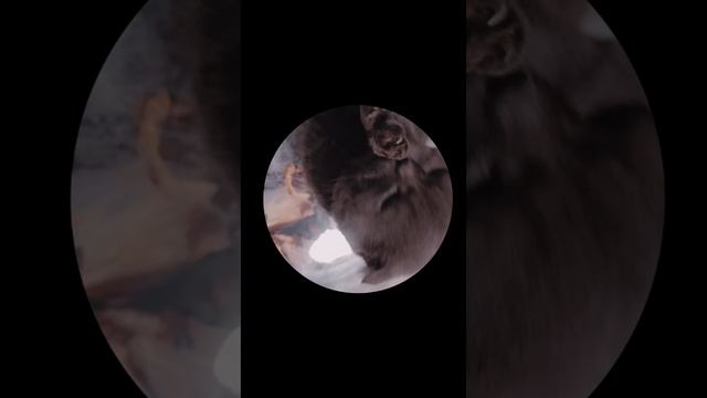 Шотландский вислоухий животные
