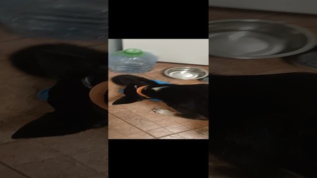 VID20241130180732