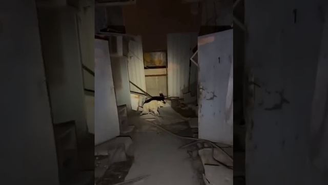Мужчина встретился на заброшке с игрушечным жирафом, который подает признаки жизни