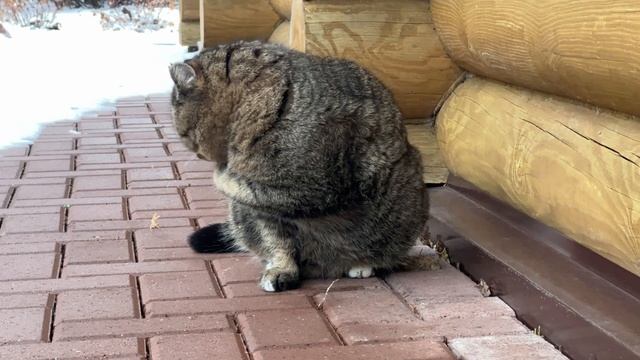 Котики ✨ Милые котики ✨ Барсик