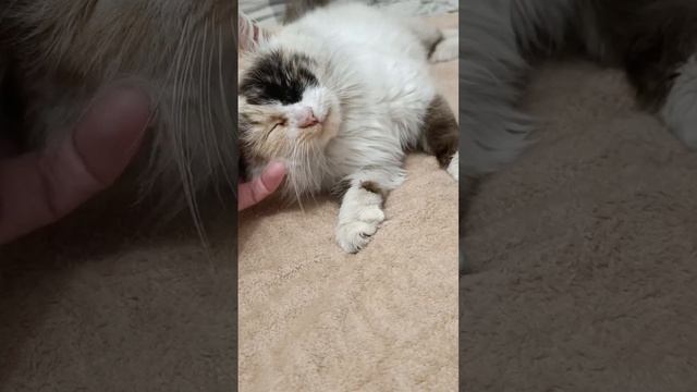 🌟Афродита🌟приходит в себя после предательства, отогревается в нашем дружном коллективе и нежится н