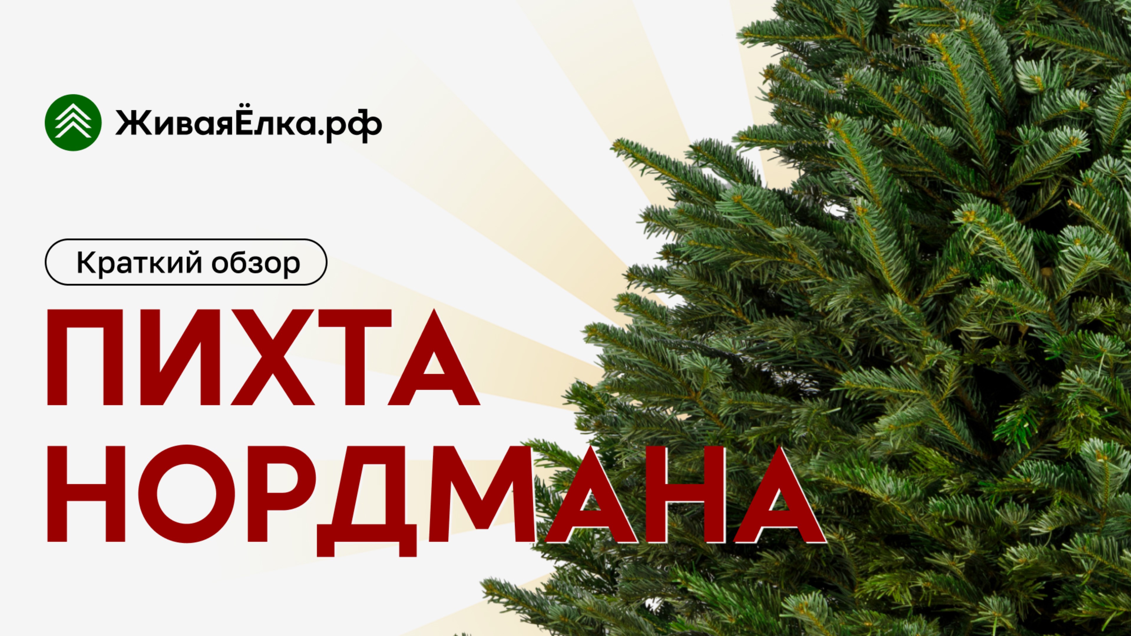 Пихта Нордмана — где купить живую ель? | ЖиваяЁлка.рф