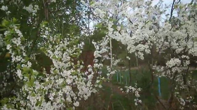 Выпускаю  птичек  из  плена. Цветёт  терновник.