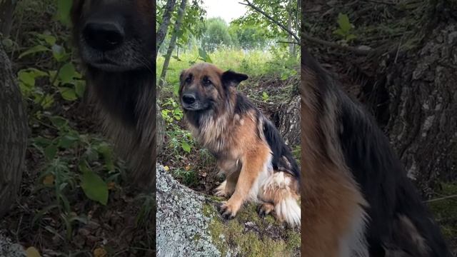Хорошо в лесу,наслаждайтесь природой 🌳