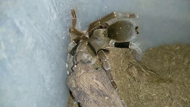 Красивый паук-птицеед. Hysterocrates laticeps female 🔥🕷️