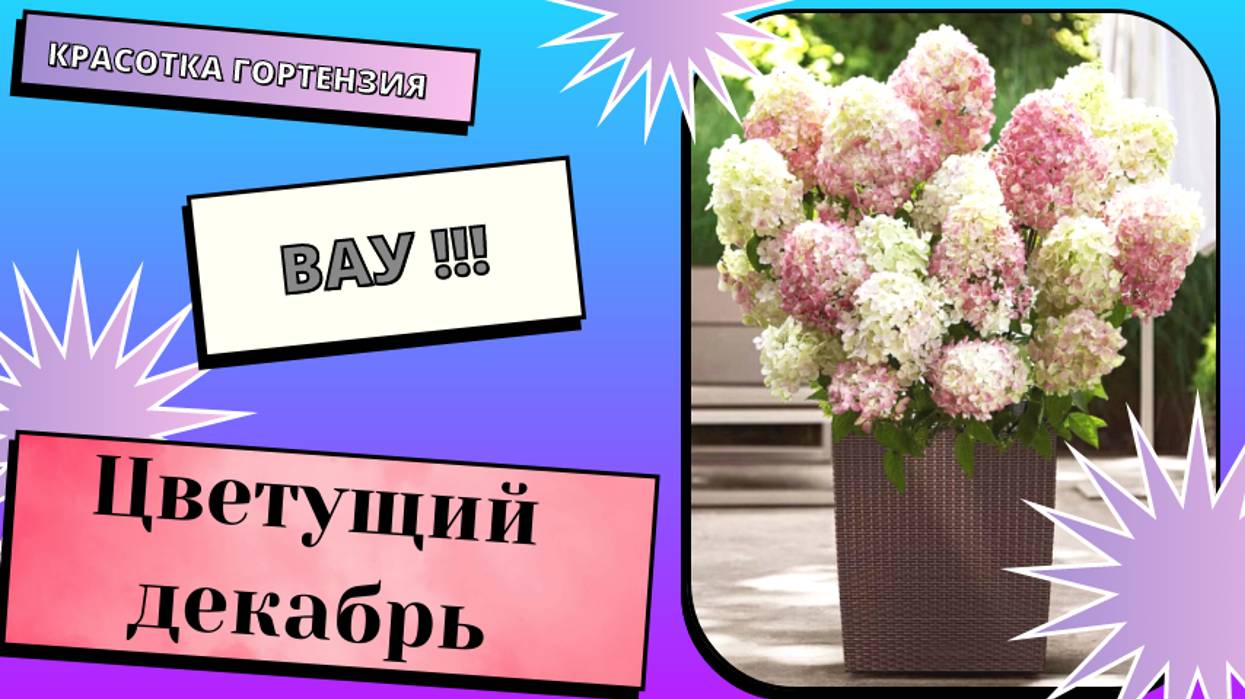 Цветущий декабрь 🌺 Зимнее хранение гортензий в городе ❄️🌿