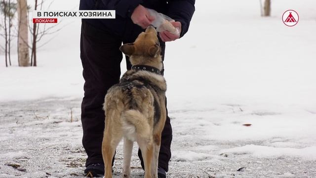 Собака ищет хозяина