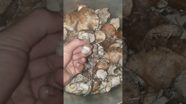 как вымачивать грибы