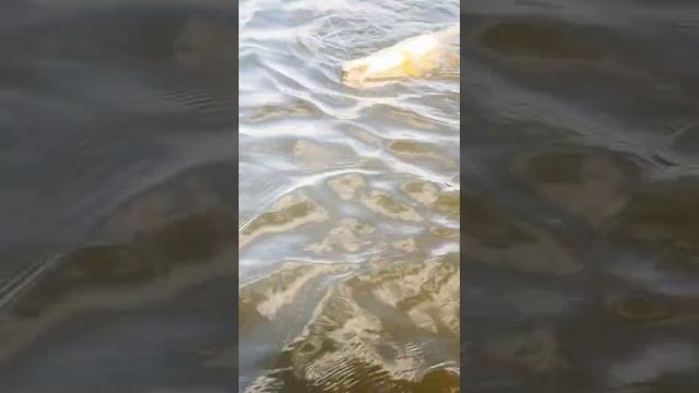 Качественная рыбалка с ротатором FishGames