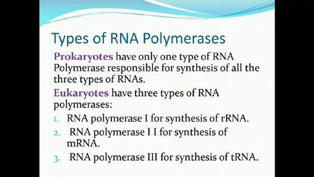 Chapter 20: Types of RNAs, Transcription by Saba Tabish
