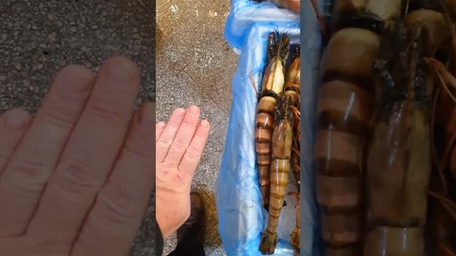 Гигантские тигровые креветки на рынке