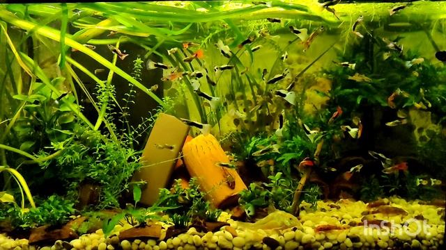 Аквариум с самцами гуппи