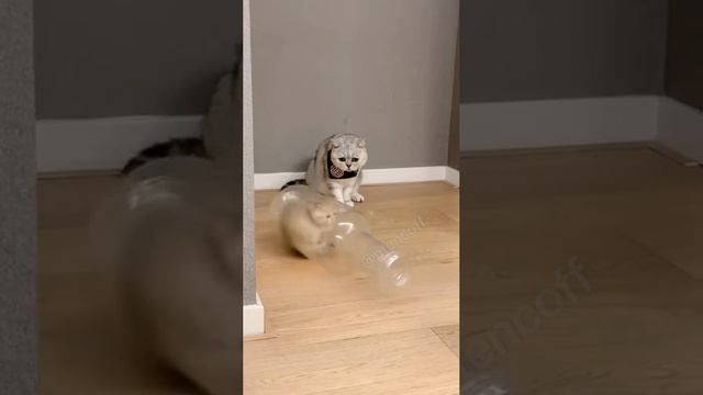 говорили что коты это не жидкость