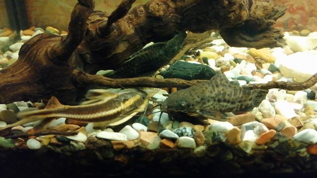 Скалярия🐠