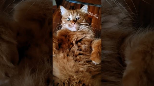 Плюшевый очаровашка 💗😻#кошка #коты #котики #питомцы