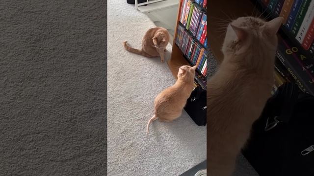 😸😸😸