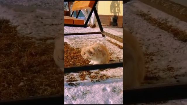 VID-20241201-WA0078.mp4
